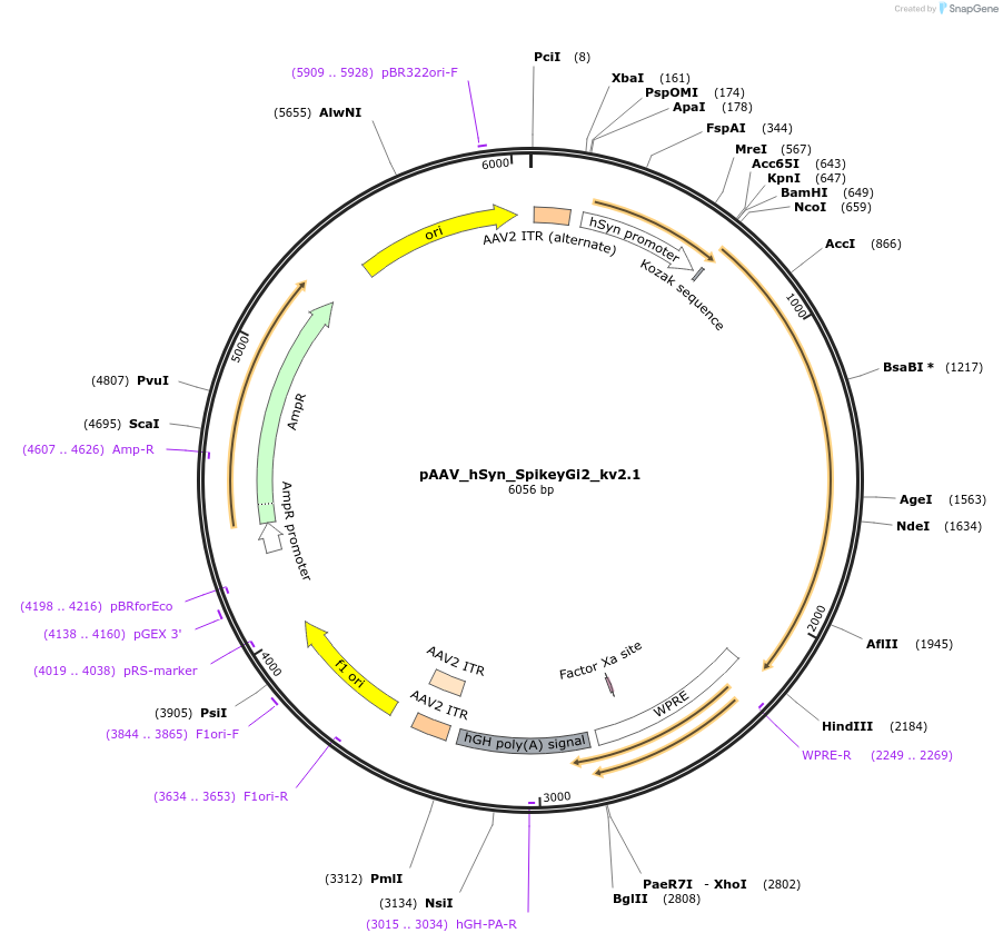 195313-plasmid-map-sequence-id-386148