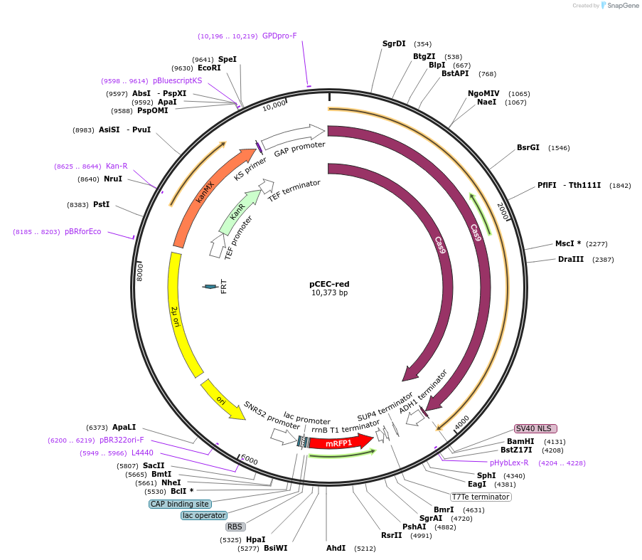 196040-plasmid-map-sequence-id-386150