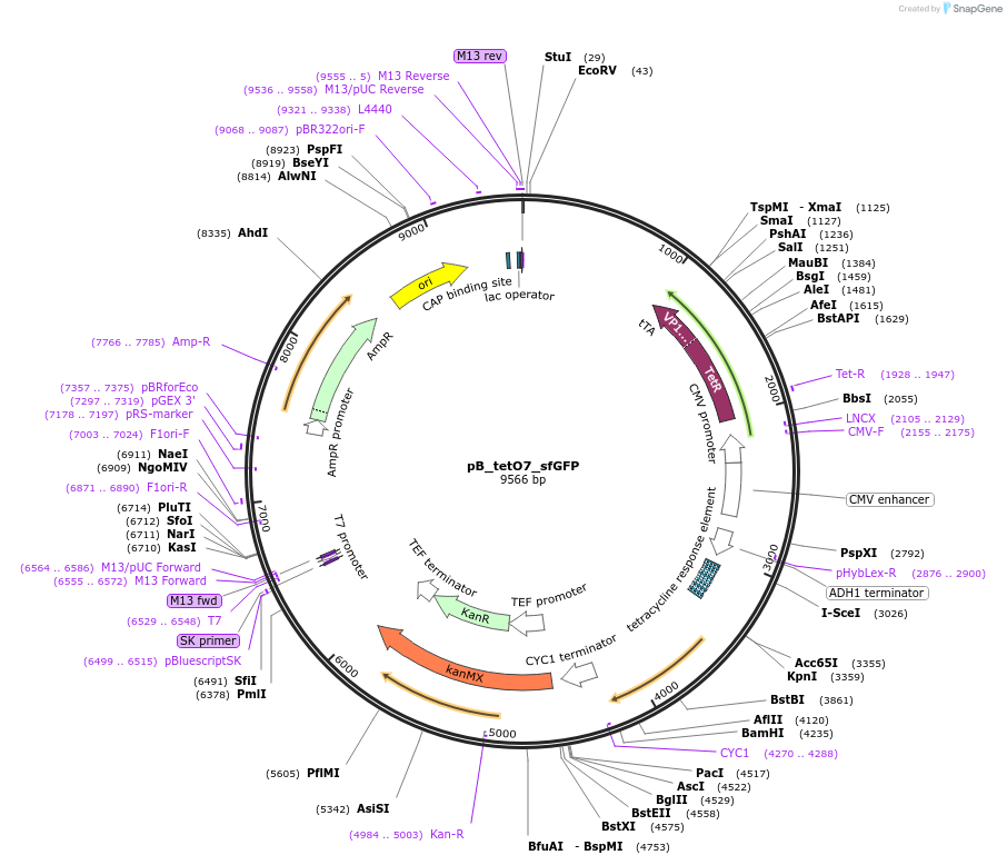 196616-plasmid-map-sequence-id-386212
