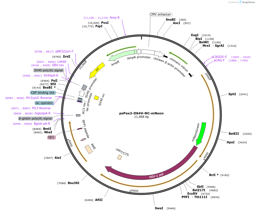 196509-plasmid-map-sequence-id-386215