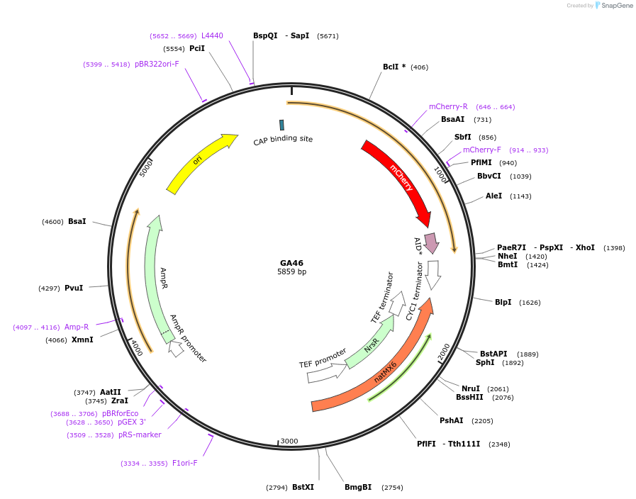196614-plasmid-map-sequence-id-386219