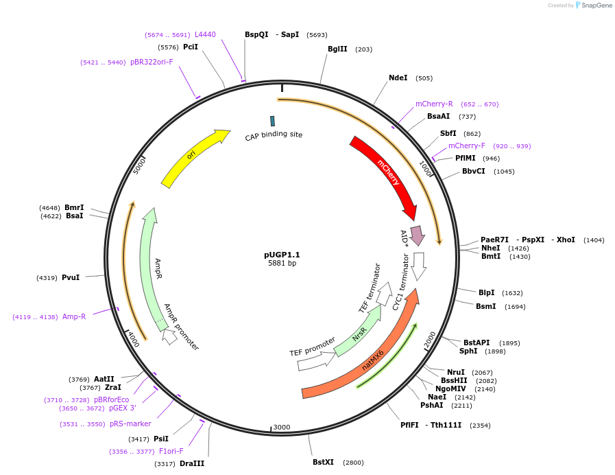 196615-plasmid-map-sequence-id-386220