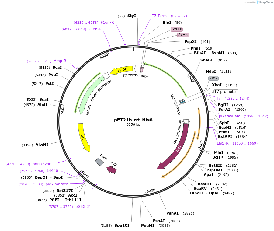 194088-plasmid-map-sequence-id-386236