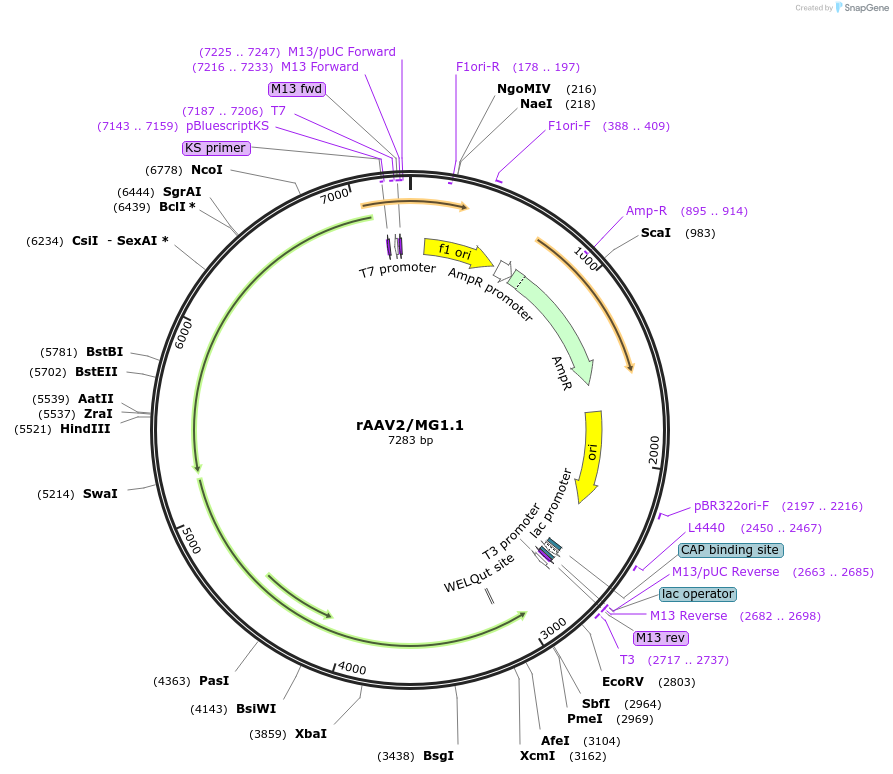 184540-plasmid-map-sequence-id-386238