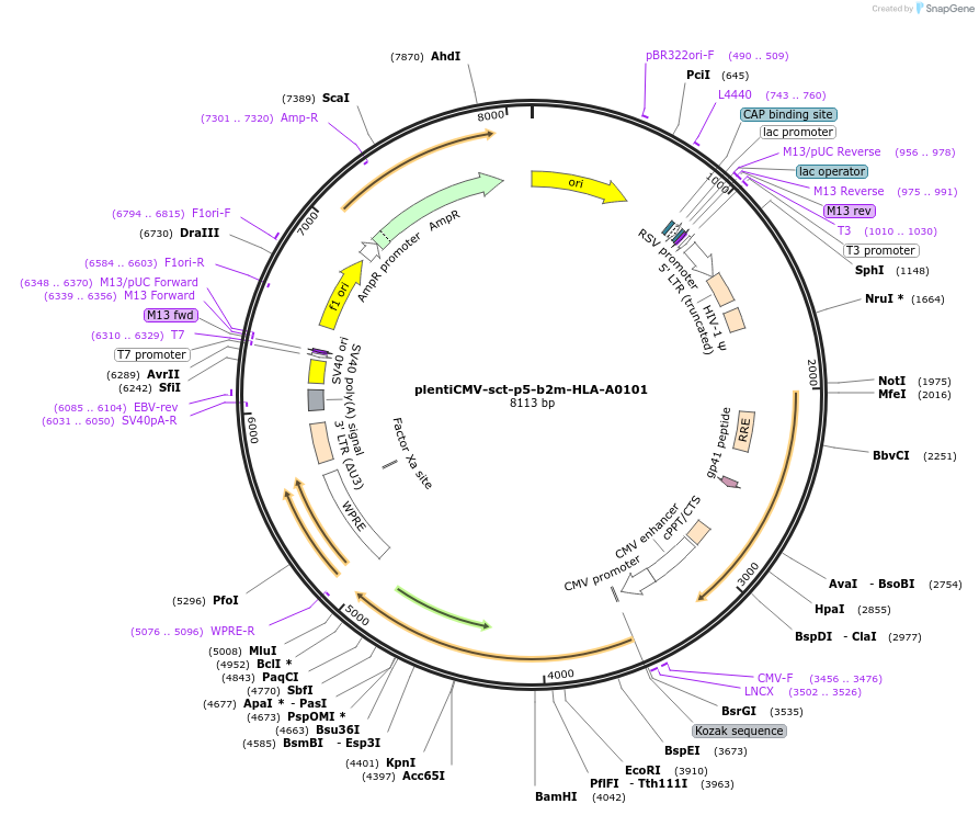 196512-plasmid-map-sequence-id-386248