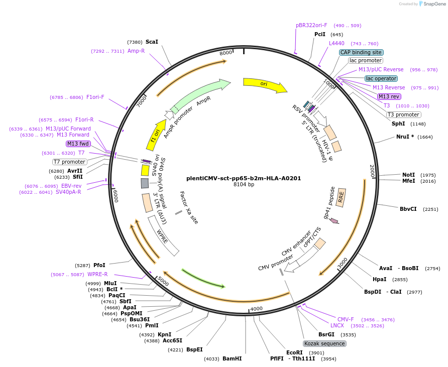 196511-plasmid-map-sequence-id-386251