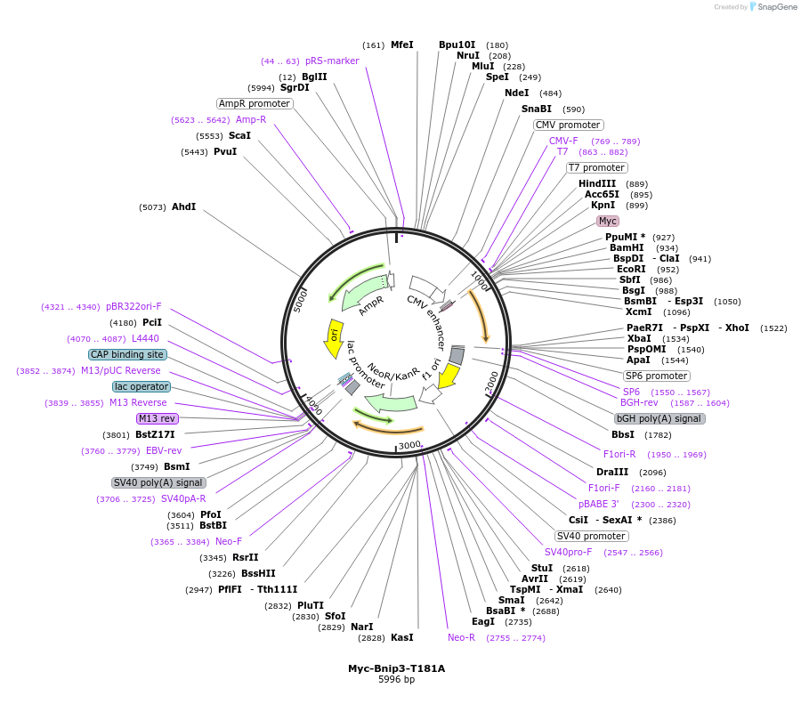 197556-plasmid-map-sequence-id-386257