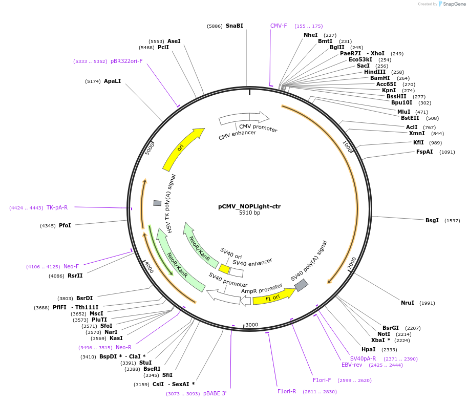 195579-plasmid-map-sequence-id-386293