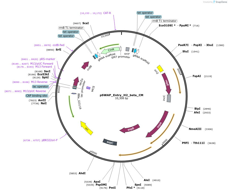184870-plasmid-map-sequence-id-386296