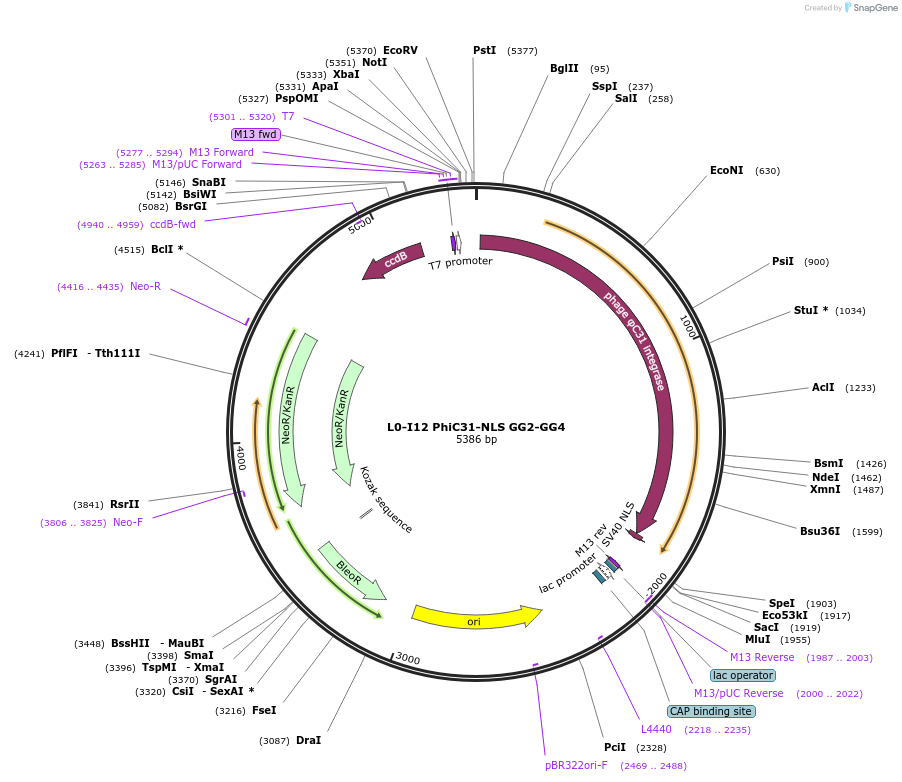 195895-plasmid-map-sequence-id-386306