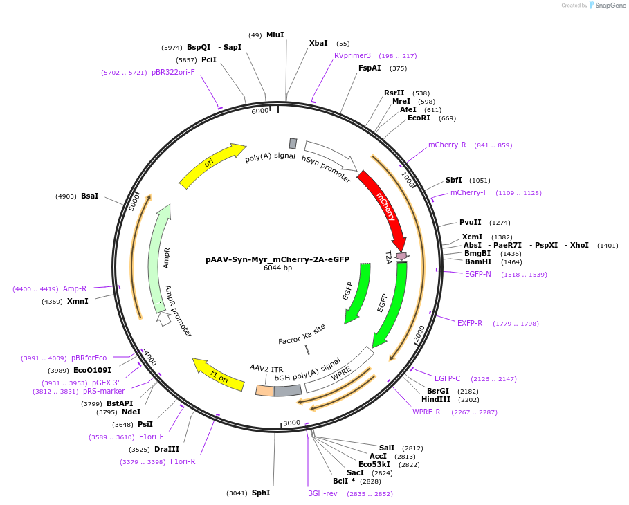 194877-plasmid-map-sequence-id-386316