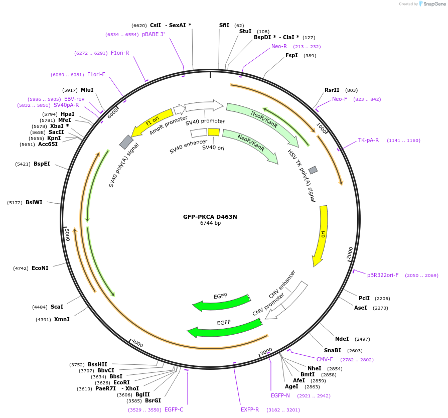 195203-plasmid-map-sequence-id-386320