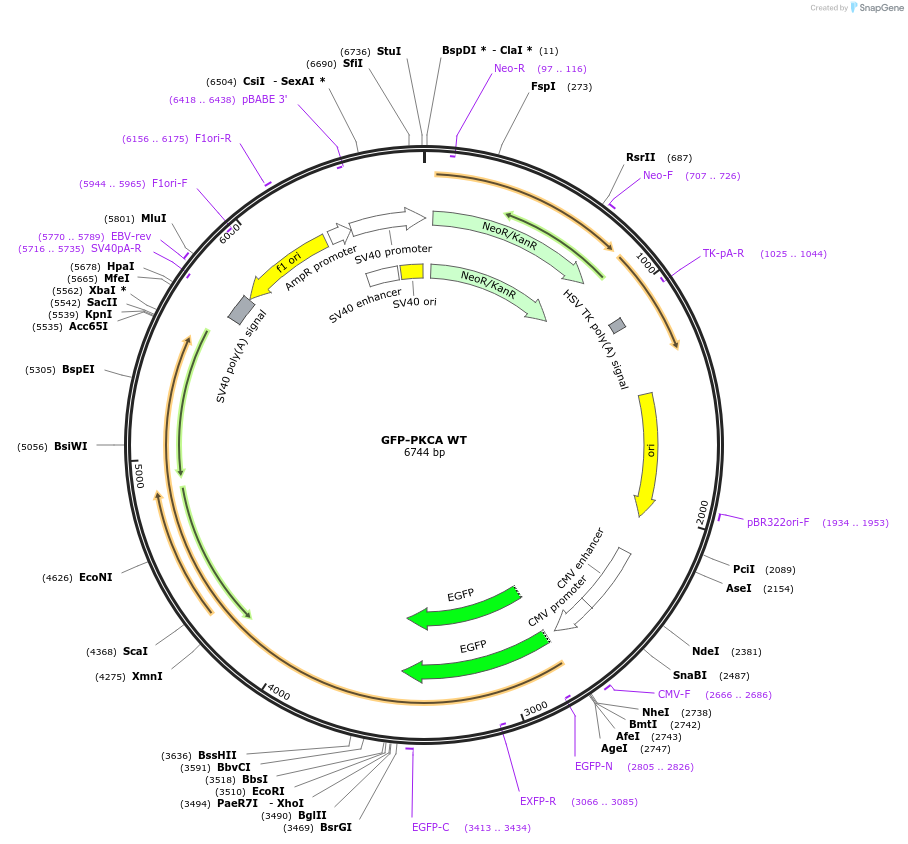 195202-plasmid-map-sequence-id-386321