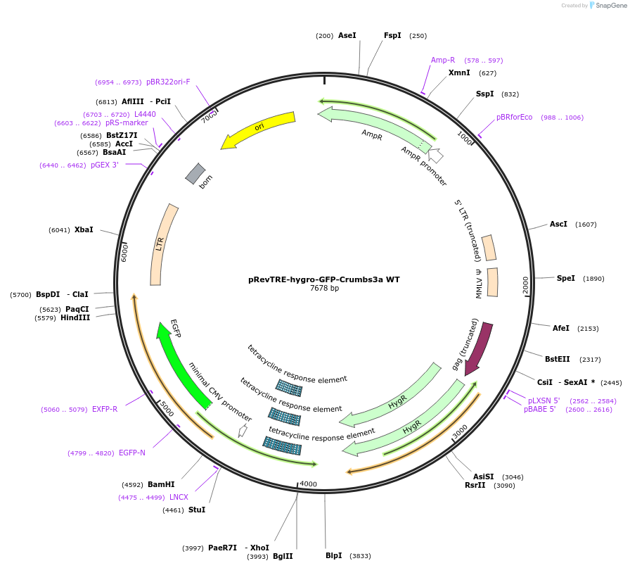 195217-plasmid-map-sequence-id-386330