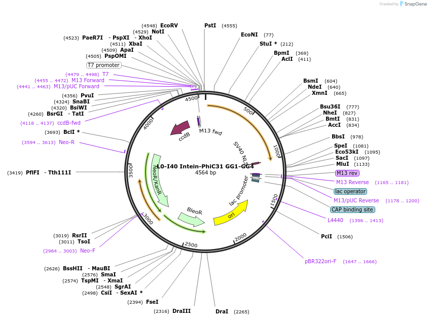 195906-plasmid-map-sequence-id-386344