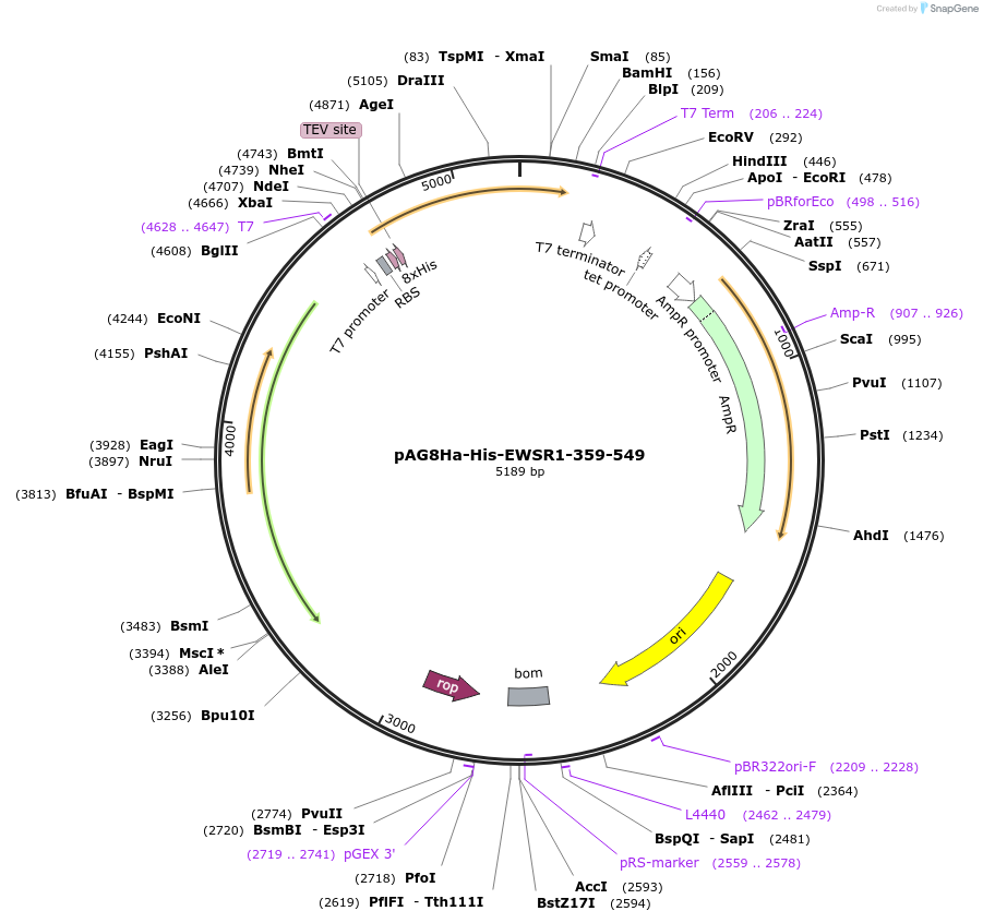 195868-plasmid-map-sequence-id-386369