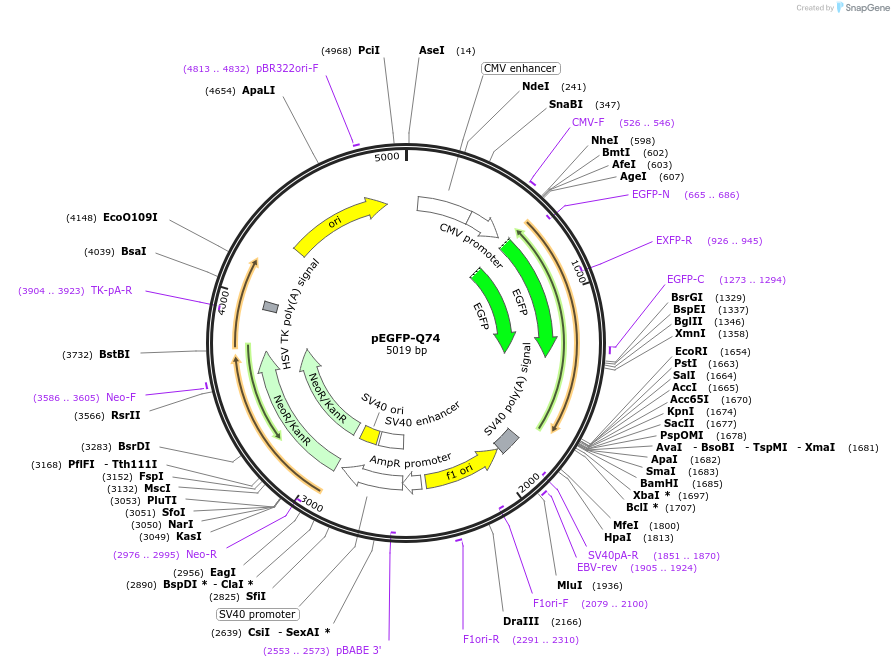 40262-plasmid-map-sequence-id-386372