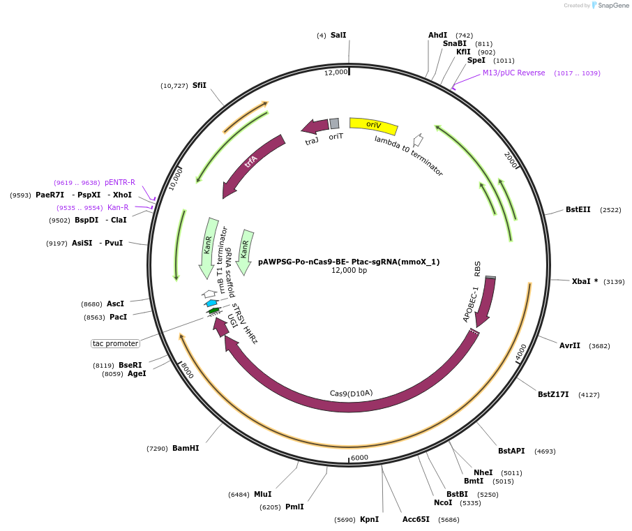 195741-plasmid-map-sequence-id-386423