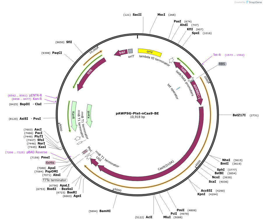 195739-plasmid-map-sequence-id-386424