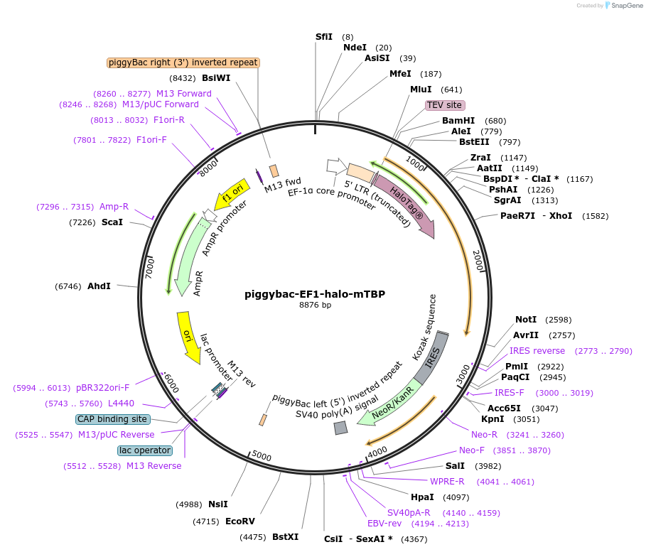 197908-plasmid-map-sequence-id-386425