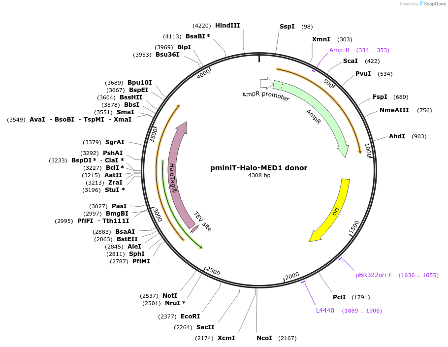 197868-plasmid-map-sequence-id-386426