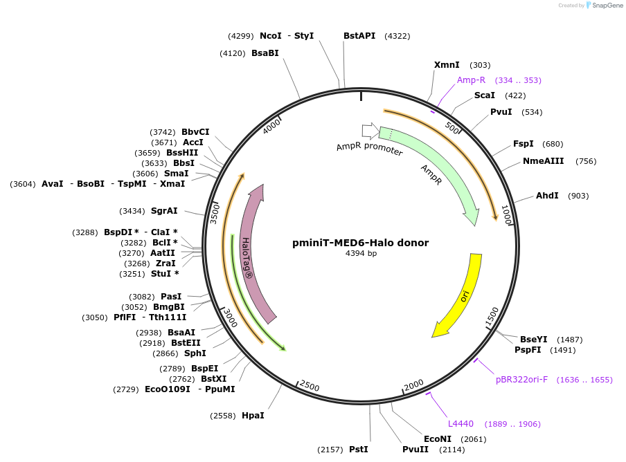 197866-plasmid-map-sequence-id-386427