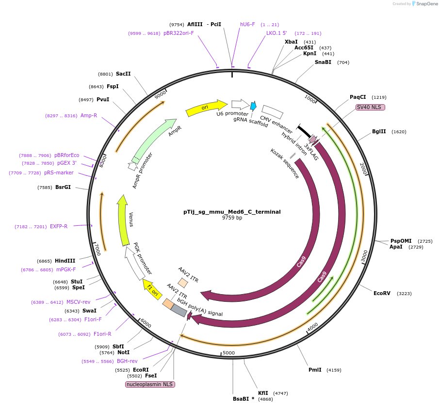 197869-plasmid-map-sequence-id-386441
