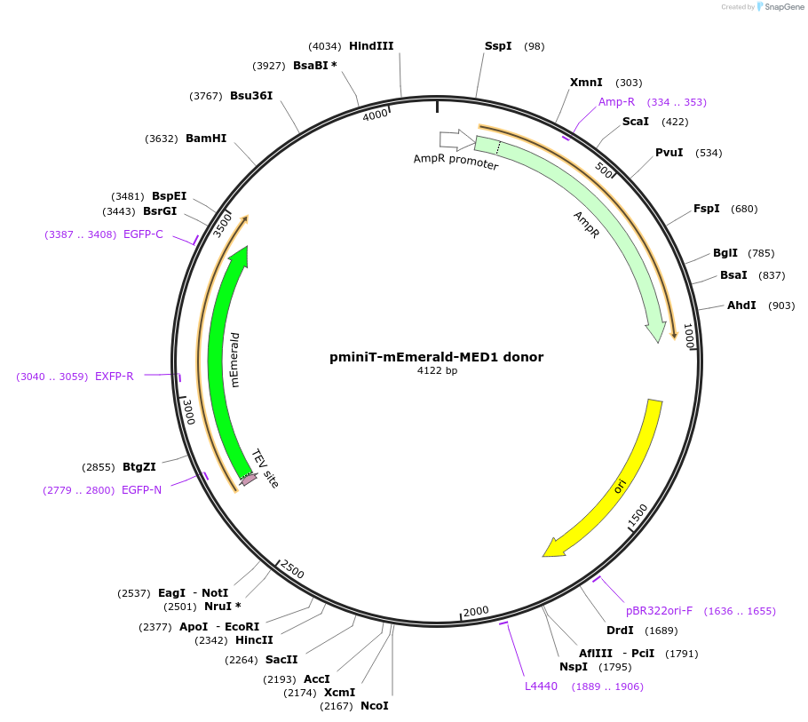 197867-plasmid-map-sequence-id-386442