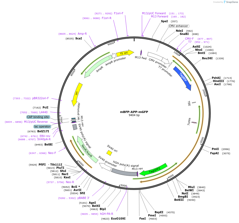 196694-plasmid-map-sequence-id-386445