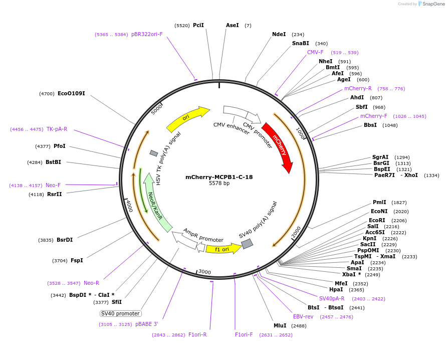 55081-plasmid-map-sequence-id-386458