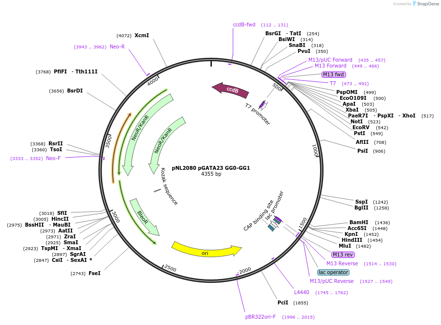 195908-plasmid-map-sequence-id-386463
