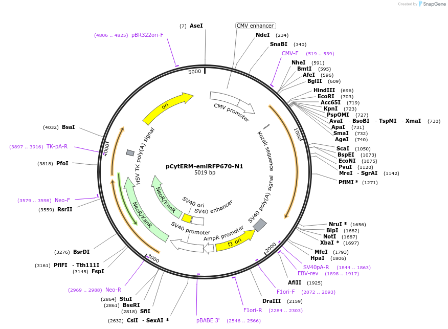 197180-plasmid-map-sequence-id-386474