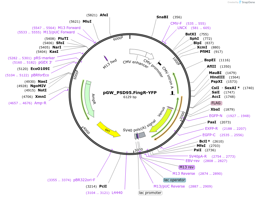 46299-plasmid-map-sequence-id-386489