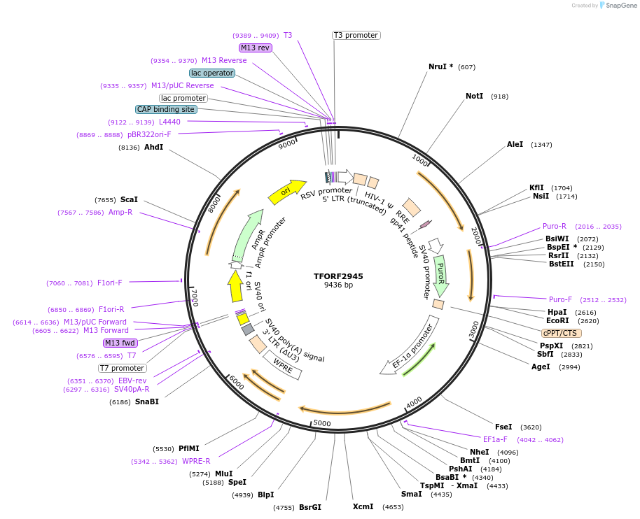 144421-plasmid-map-sequence-id-386493