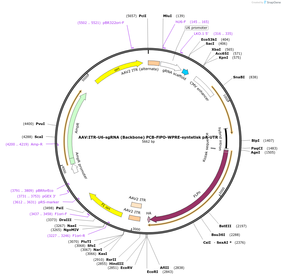 68347-plasmid-map-sequence-id-386494