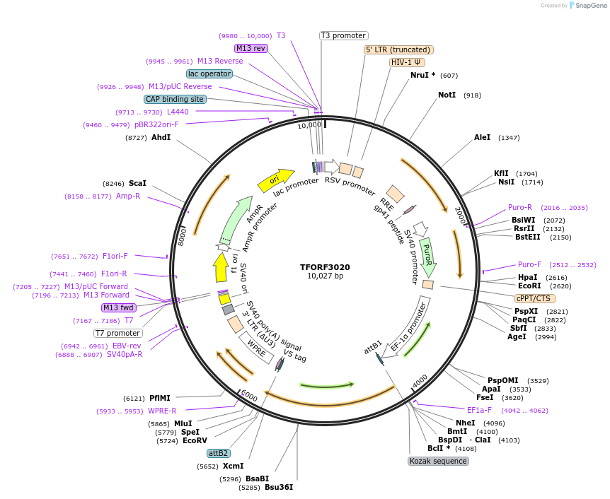 144496-plasmid-map-sequence-id-386495