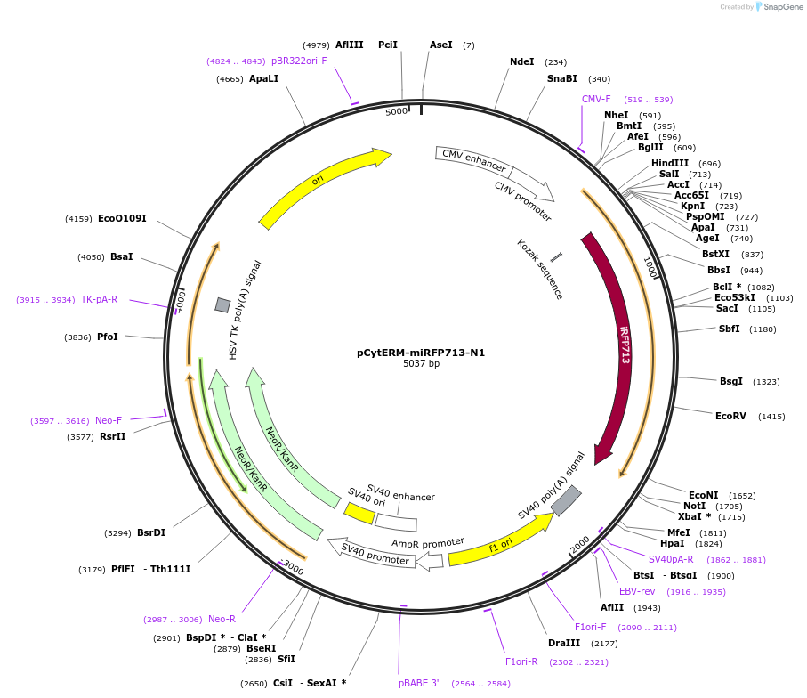197188-plasmid-map-sequence-id-386553