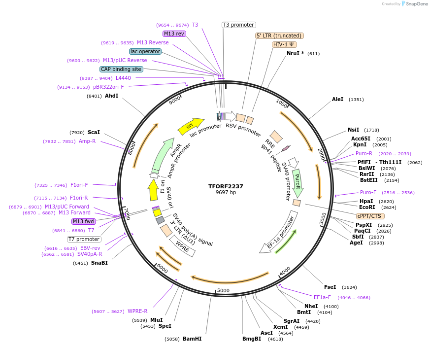 141983-plasmid-map-sequence-id-386554