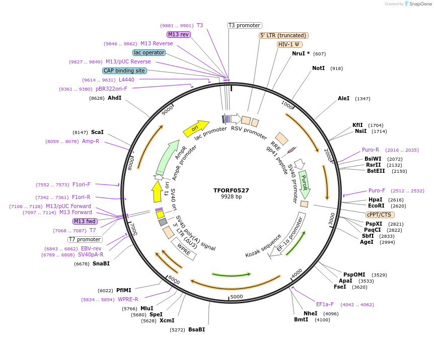 143038-plasmid-map-sequence-id-386560