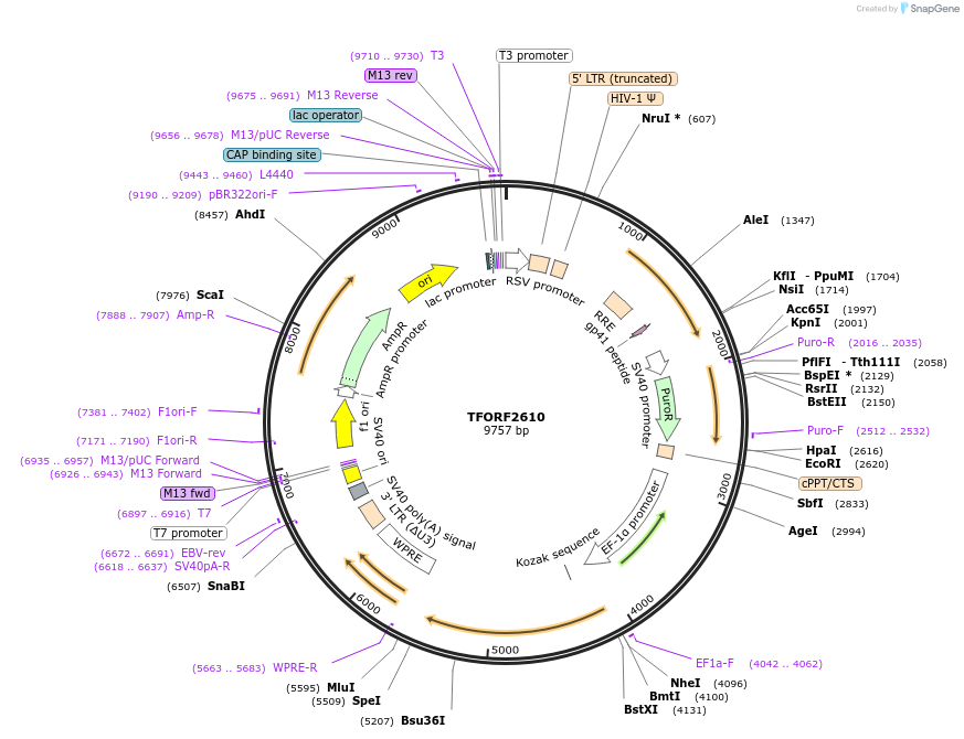 144136-plasmid-map-sequence-id-386562