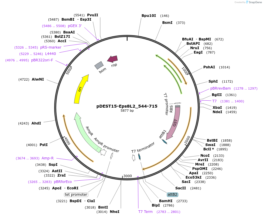 196540-plasmid-map-sequence-id-386573