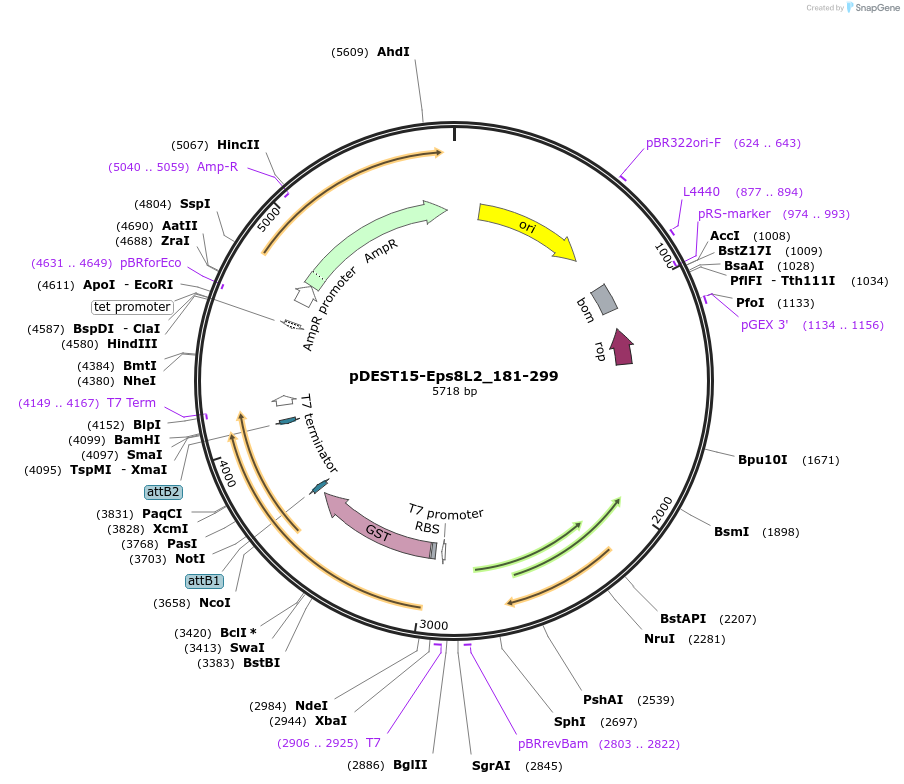 196536-plasmid-map-sequence-id-386575