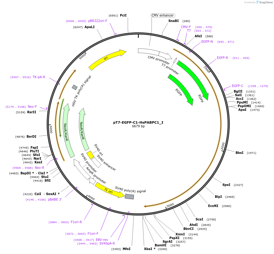 146542-plasmid-map-sequence-id-386576