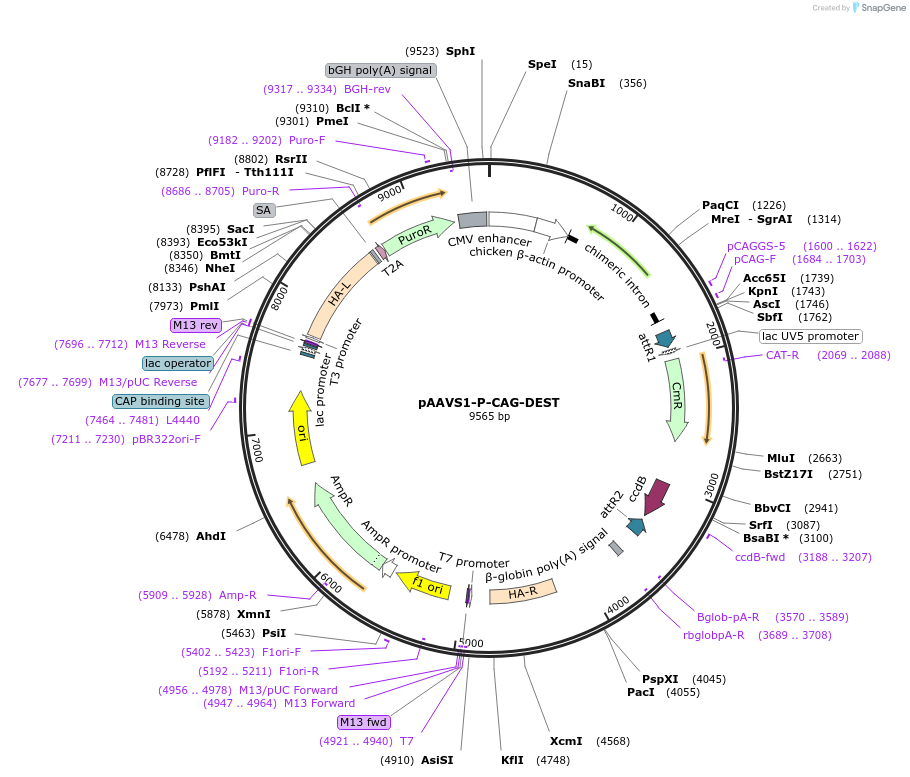 80490-plasmid-map-sequence-id-386581