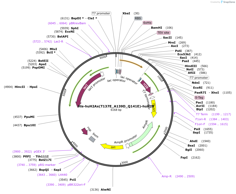 197273-plasmid-map-sequence-id-386607