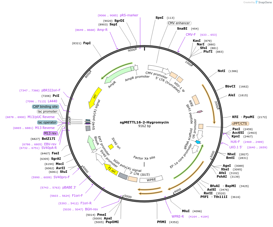 196200-plasmid-map-sequence-id-386609