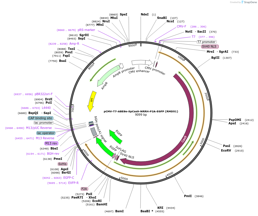 197502-plasmid-map-sequence-id-386612
