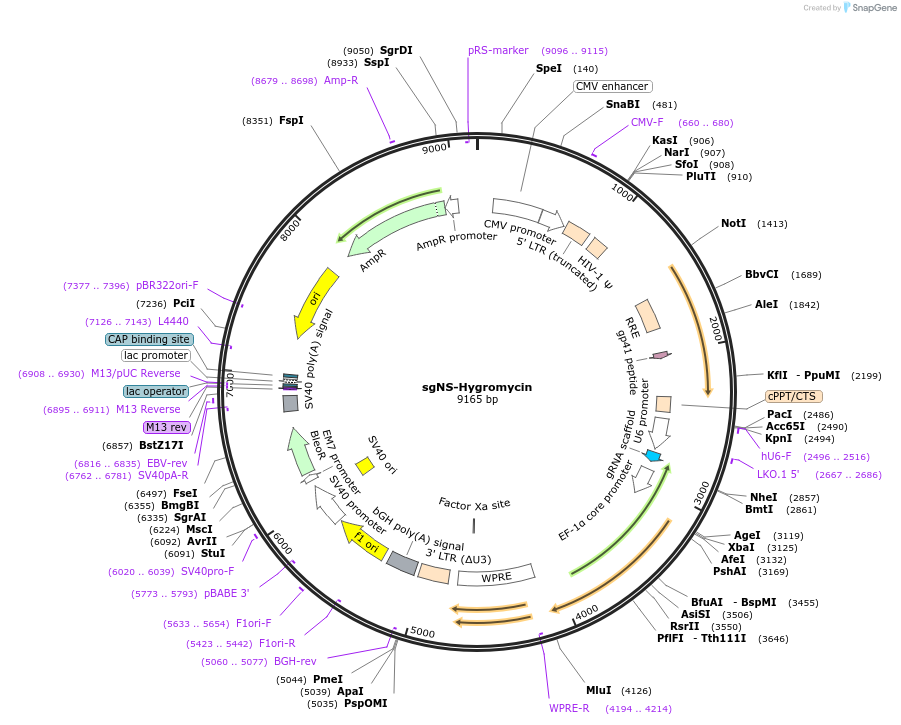 196198-plasmid-map-sequence-id-386615