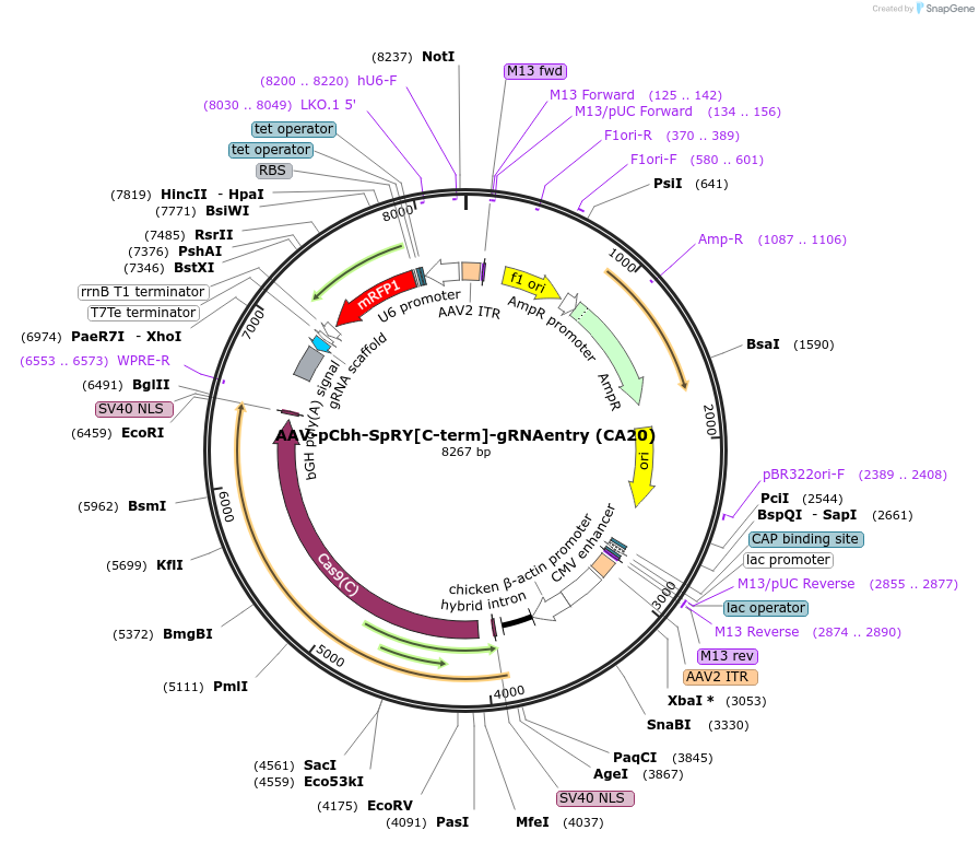 197511-plasmid-map-sequence-id-386647
