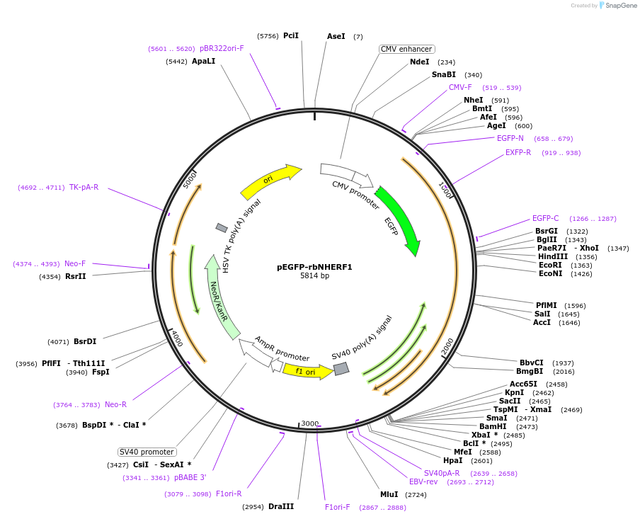 31636-plasmid-map-sequence-id-38667